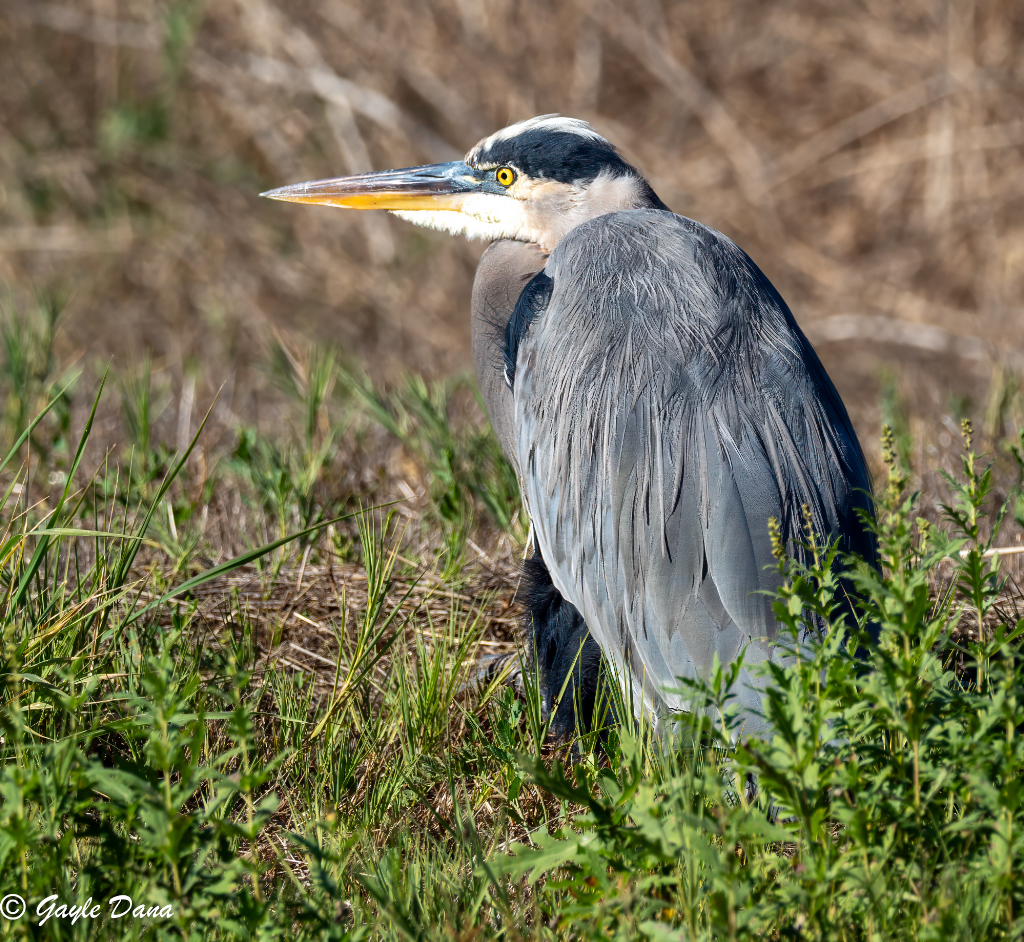 Black crowned Night Heron